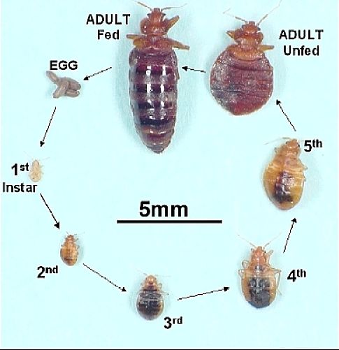 The bed bug life cycle