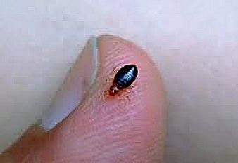 Bed bug size related to that of a finger