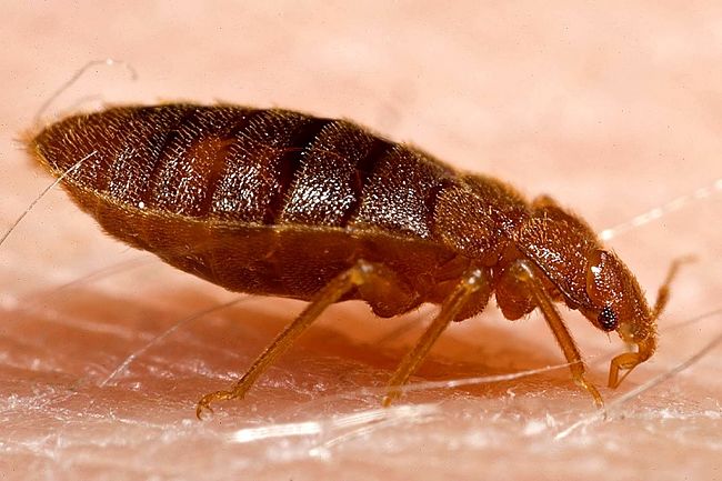 Bed bug on the skin