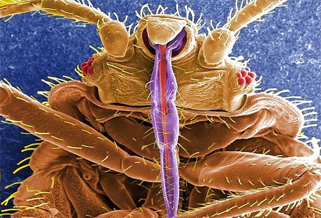 Close up of bed bug head