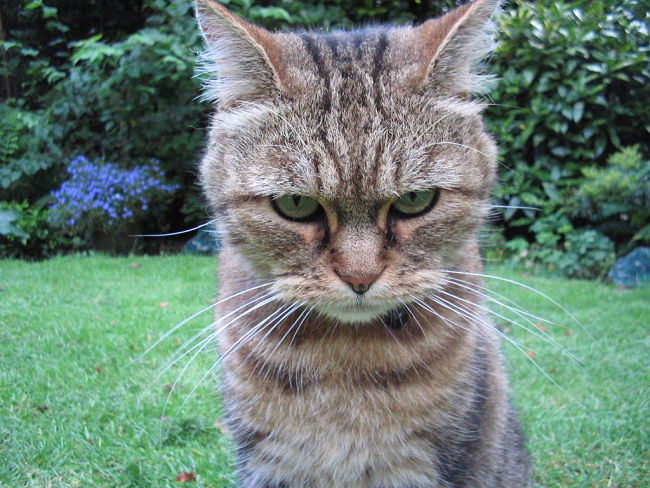 Angry Cat