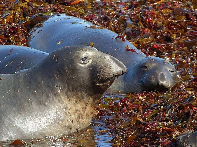 Elephant seal are outstanding divers. Learn how they do it here