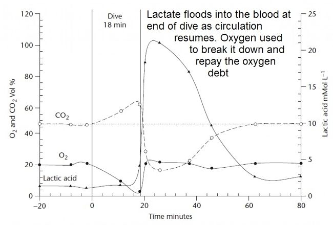 Lactate accumulated in the muscles from anaerobic metabolism, flows into the blood at the end of the dive.