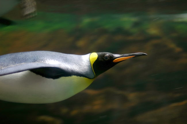 Penguins are great divers using techniques that correspond to the human diving reflex