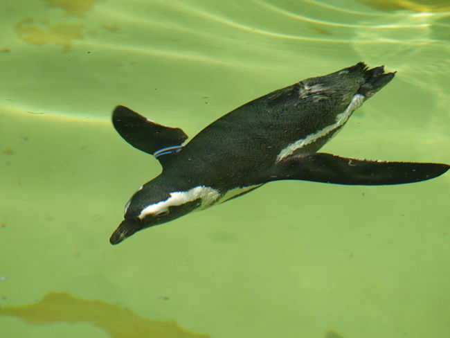 Diving penguin - see how they can dive for so lomg here is this article