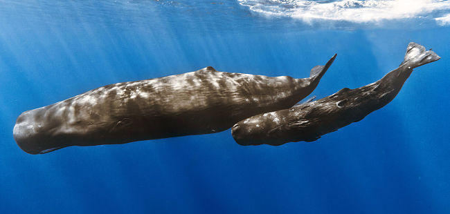 Mother Sperm Whale diving with a baby whale