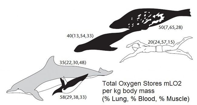 The oxygen stores of dolphins, sea lions and fur seals, true seals, humans and penguins with percentage contributions
