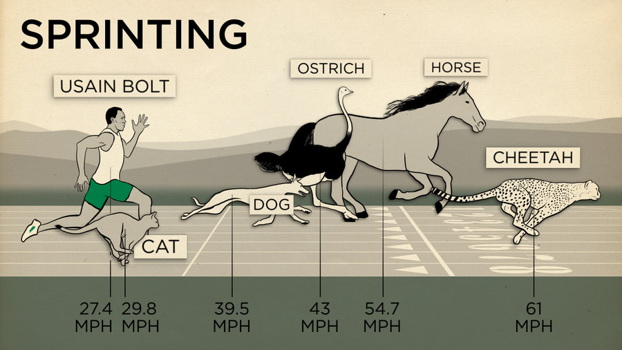 Human vs animal - which is faster
