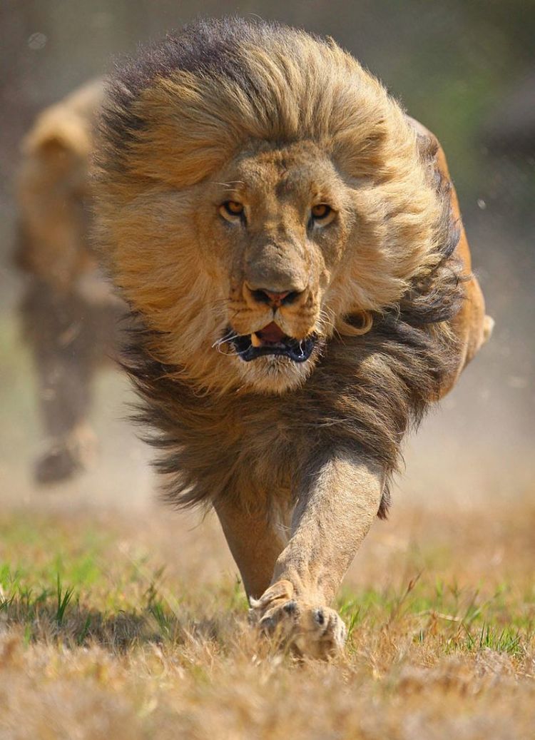 Lion running