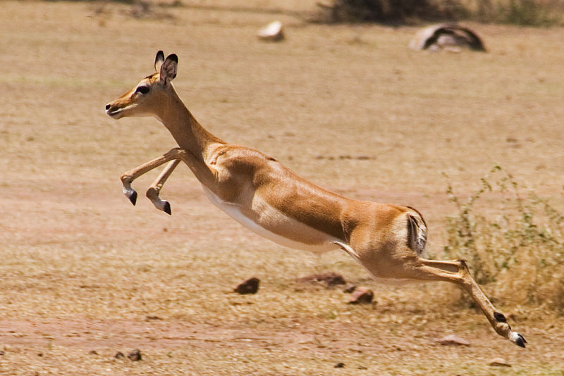 Gazelle running