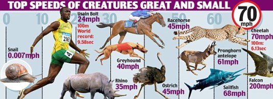 How fast are various animals compared with humans