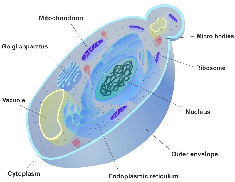 Yeast cell showing how they bud to proliferate