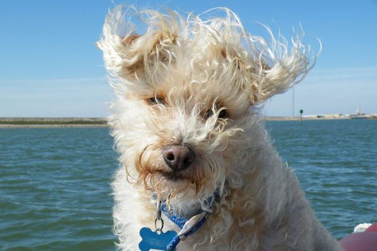 Make an all natural hair detangler at home using coconut oil and fresh rosemary. This wonderful lotion will keep your hair and your dog's coat soft, shiny