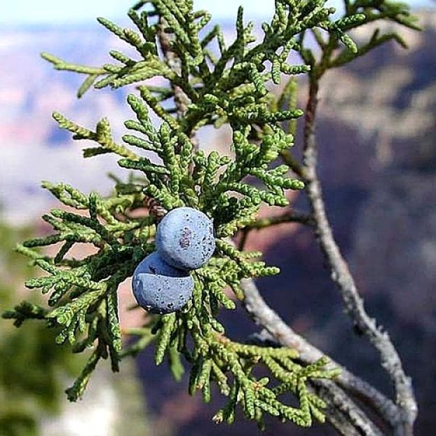 Juniper Berries are cones rather than a true berry