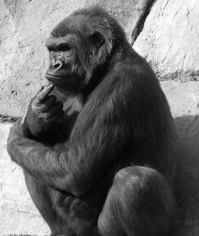 Do the great apes think like us?