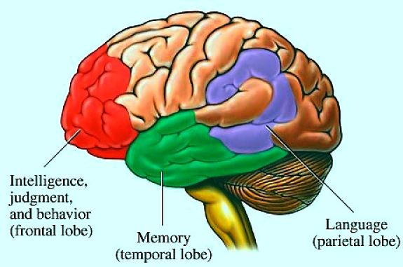 The location of the memory center in the brain