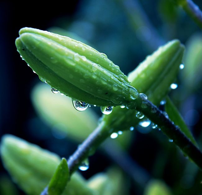 The morning dew relives water as the heart and soul of Planet Water