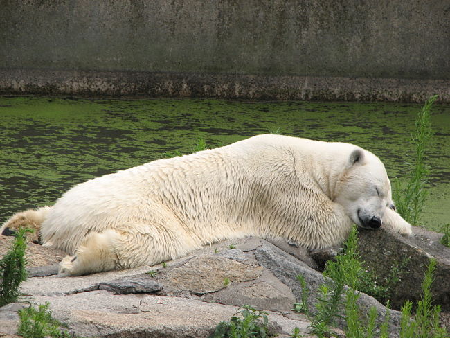 Naps are so enjoyable and refreshing