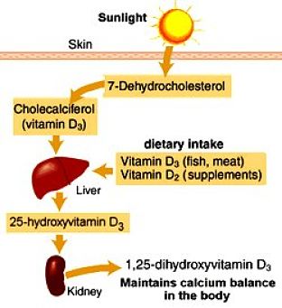 How the body uses sunlight to make its own Vitamin D