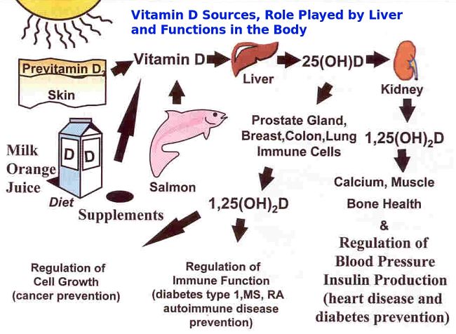 Vitamin D metabolism summary and role played in the body