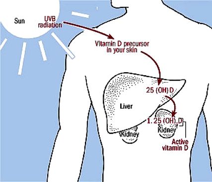 Synthesis pathway for Vitamin D from sunlight exposure to processing in the Liver