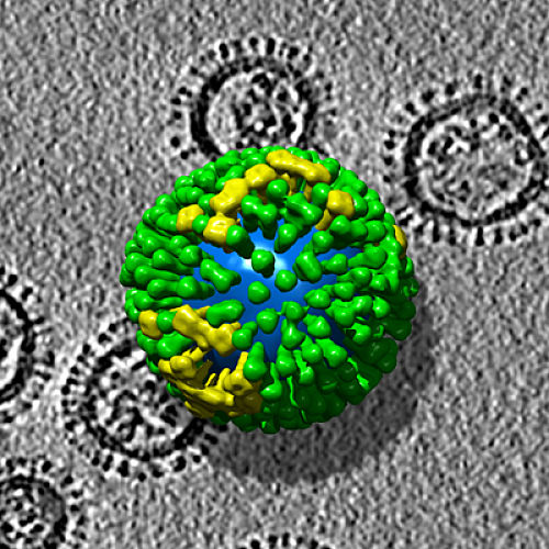 Model of Common influenza virus 